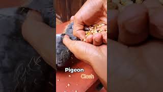 Pigeons Baby hand Feeding  Pigeon Clash pigeonclash racingpiegons handfeeding babyfeeding pet [upl. by Nnoj]