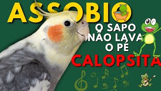 ASSOBIO O SAPO NÃO LAVA O PÉ PARA TREINAR CALOPSITAS calopsita cockatiel assobioparacalopsita [upl. by Balac]