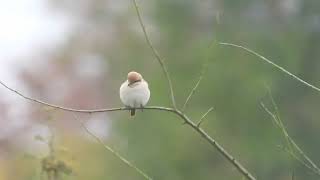 Isabelline Shrike Sp [upl. by Htebazileharas]