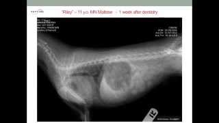 Tracheal Collapse in Dogs [upl. by Zerlina207]