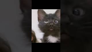 hahh black cat meme tiktok original version [upl. by Nivrac]