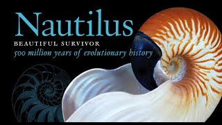 Nautilus Beautiful Survivor 500 million years of evolutionary history [upl. by Macy528]