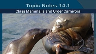 Topic Notes 141 Class Mammalia and Order Carnivora [upl. by Tate867]