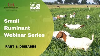 Small Ruminant Webinar Series  Part 1 Diseases [upl. by Seaden]