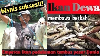 Ikan dewa membawa berkah  ikan Empurau mahseer fish [upl. by Necyla]