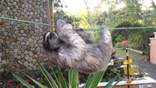 Three toed sloth El Valle Panama [upl. by Nolava711]