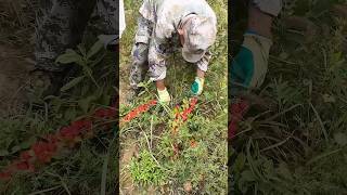 Harvesting fresh prunus humilis process farming [upl. by Sarchet258]