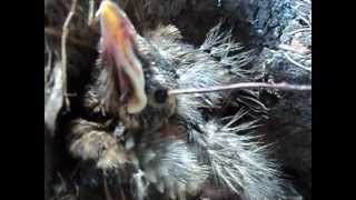 Storm Blows Robins Nest Out Of Maple Tree June 21 2012 South Western Ontario [upl. by Celinka]