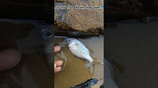 Rescuing Fish at Low Tide A Conservation Mission fishing sea saving saving trending viral [upl. by Ahsaercal]