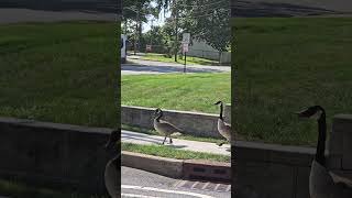 domestic goose joins wild geese flock 🪿 [upl. by Ennairrac49]