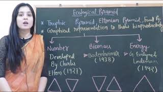 Ecological pyramidpyramid of a number pyramid of biomass pyramid of energy [upl. by Idola]