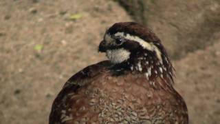 Northern Bobwhite Virginia Quail or Bobwhite Quail Colinus virginianus  Virginiawachtel 1 [upl. by Alika]