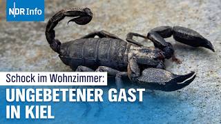 Giftige Überraschung Skorpion in Kieler Wohnzimmer entdeckt  NDR Info [upl. by Chaddie353]