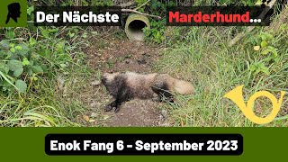 Der nächste Marderhund FangJagd 2023FallenjagdTrapperInfo [upl. by Marian]