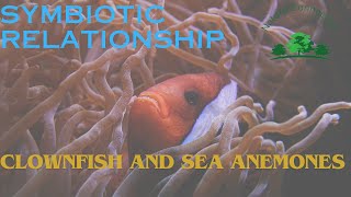 Symbiotic relation of Clownfish and Sea Anemones  Nature Connection [upl. by Annaeerb]