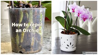 How to repot an Orchid [upl. by Dean]