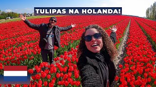 CAMPOS DE TULIPAS NA HOLANDA UM PARAÍSO de flores de graça  PAÍSES BAIXOS [upl. by Arved]