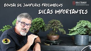 BONSAI DE JUNIPERUS PROCUMBENS SHOHIN [upl. by Anyek581]