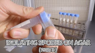 Isolating Spores on Agar Part 3  Storing Cultures in Slants  Mushroom Cultivation [upl. by Bernetta]