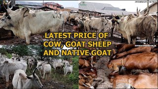 LATEST PRICE OF VARIOUS LIVESTOCK  ADUWAWA CATTLE MARKET COW RAM amp NATIVE GOAT COST OF PARTS OF COW [upl. by Mallin257]