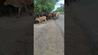 Lets go field cow videos sapilucu cowsound lembu conbò [upl. by Alwyn]