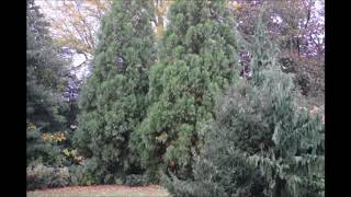 Evergreens Trees for shady locations Cryptomeria Yoshino [upl. by Siroval]