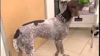 Breed All About It  German Shorthaired Pointer [upl. by Ailama803]