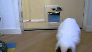 infrared cat flap for birman cat [upl. by Htelimay]