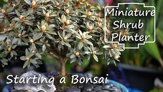 Starting a Bonsai Tree From a Small Lowes Shrub  Rhododendron [upl. by Nilyad]