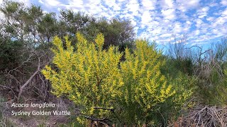 Acacia longifolia  Sydney Golden Wattle [upl. by Eelrahs]