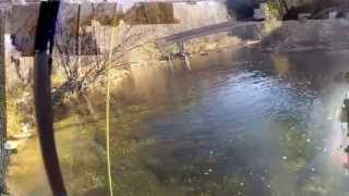 Wilson Creek NC Monster Trout FlyFishingNCcom [upl. by Noivaz]