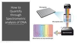 DNA Quantification [upl. by Mulvihill]