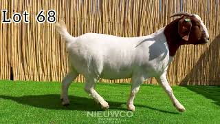 Nieuwco Lot 68 video [upl. by Ahseinad457]