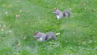 Squirrels Snack Time [upl. by Iong760]