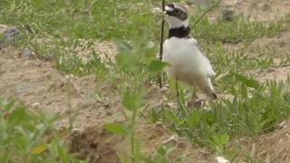 Sieweczka rzeczna Charadrius dubius [upl. by Nace]