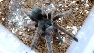 Grammostola anthracina [upl. by Kaycee536]