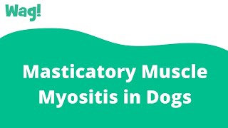 Masticatory Muscle Myositis in Dogs  Wag [upl. by Llydnek]