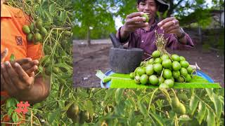 Thai HOG Plum tree farming Hog Plum Benefits  Hog Plum  Spondias Mombin June Fruits Tree [upl. by Lihp]