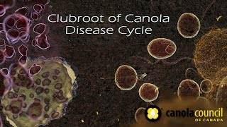 Clubroot of Canola Disease Cycle [upl. by Pattin640]