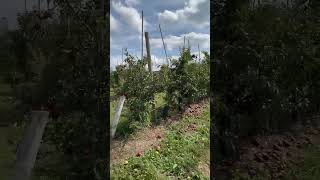 Fishkill Farms  NY  apple 🍎 picking [upl. by Erine]