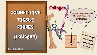 Connective Tissue Fibres  Collagen  Elastin  Human Histology  Collagen Biochemistry [upl. by Ai]