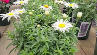 Leucanthemum Snowcap Shasta Daisy  Superb COMPACT Tried amp True LongFlowering Perennial [upl. by Almena]