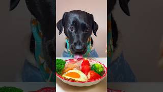 The daily life of my dog doglovers asmar labradorretreiver eatingsounds dog [upl. by Sang]