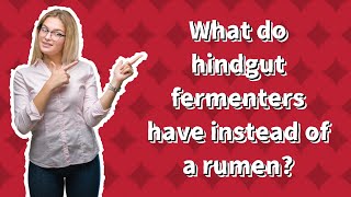 What do hindgut fermenters have instead of a rumen [upl. by Ogait]