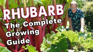 Rhubarb From Planting To Harvest ❤️ 💚 [upl. by Pruchno]