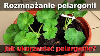 Ogr 41 Rozmnażanie PELARGONII Jak zrobić sadzonki Jak ukorzeniać Pelargonie na altankę i balkon [upl. by Ellener]