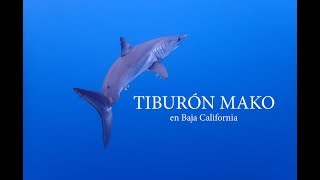 TIBURÓN MAKO en Baja California with English subtitles [upl. by Esma48]