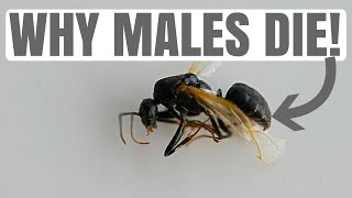 Why Males Die After Mating  Ant 101 2 [upl. by Herahab]