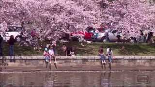 Cherry Blossom Festival in Washington DC [upl. by Charlena]