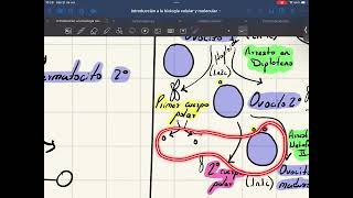 Ovogénesis Foliculogénesis y Ciclo Reproductor [upl. by Karee746]